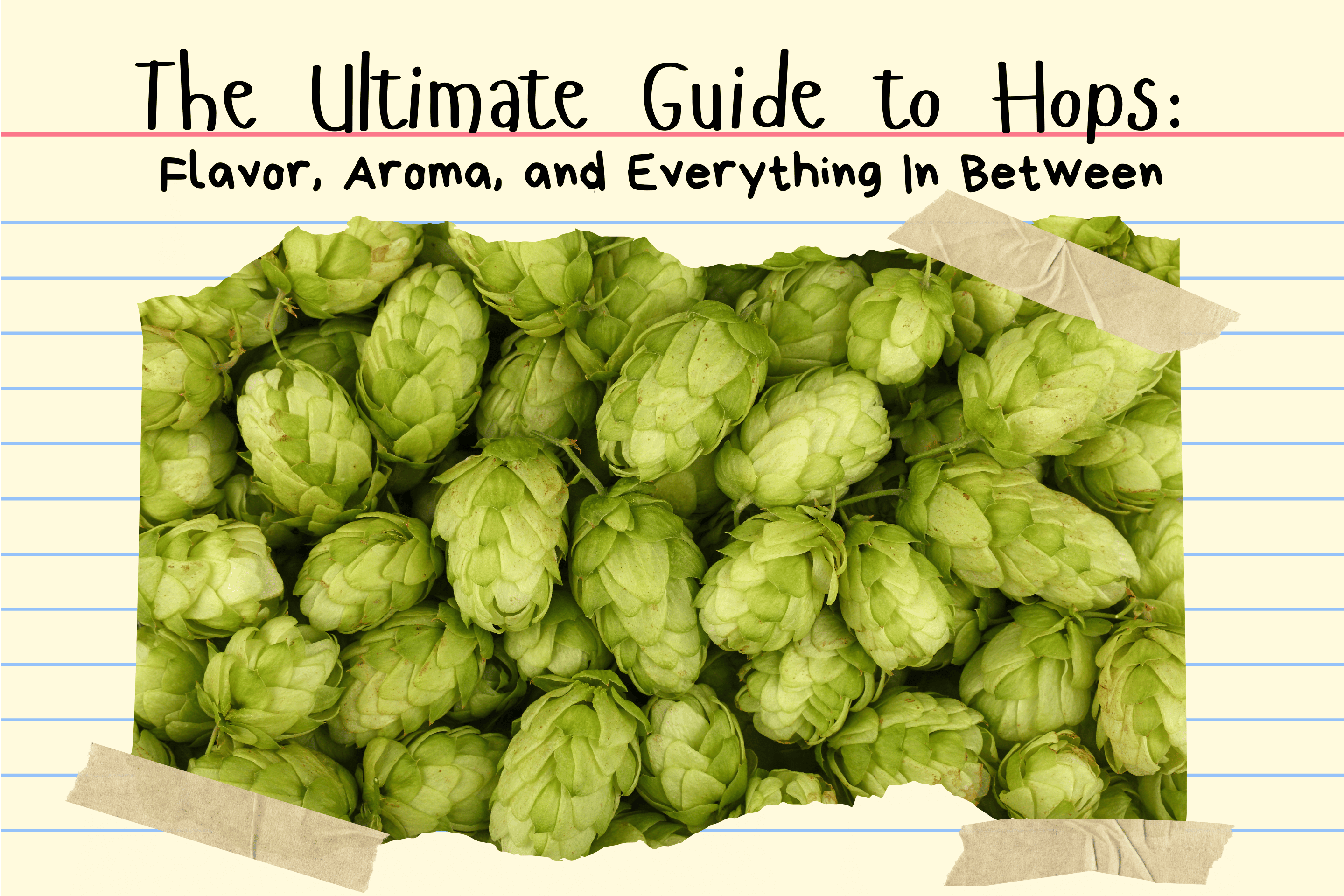 Hop To It: Your Guide to Hops and Their Flavors