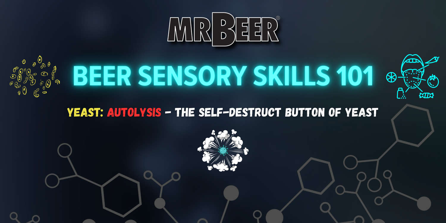 Beer Sensory Skills 101 | Yeast | Autolysis