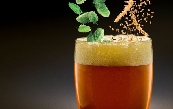 Homebrewed amber beer with hops and grain representing Mr. Beer recipe kits