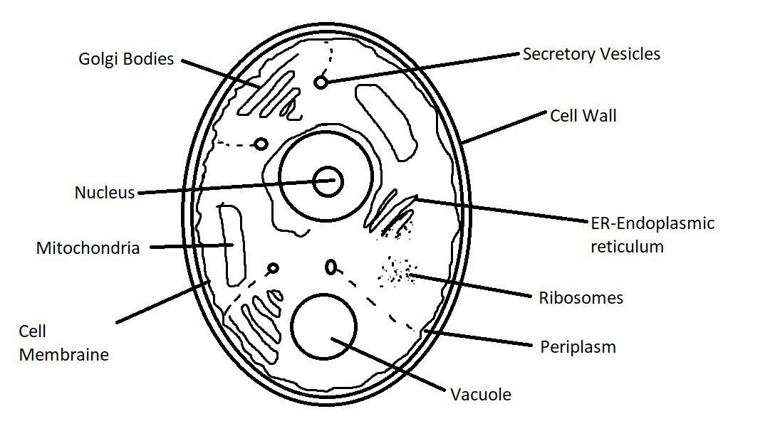 The Life Cycle of a Yeast Cell, and Yeast Management | Mr. Beer