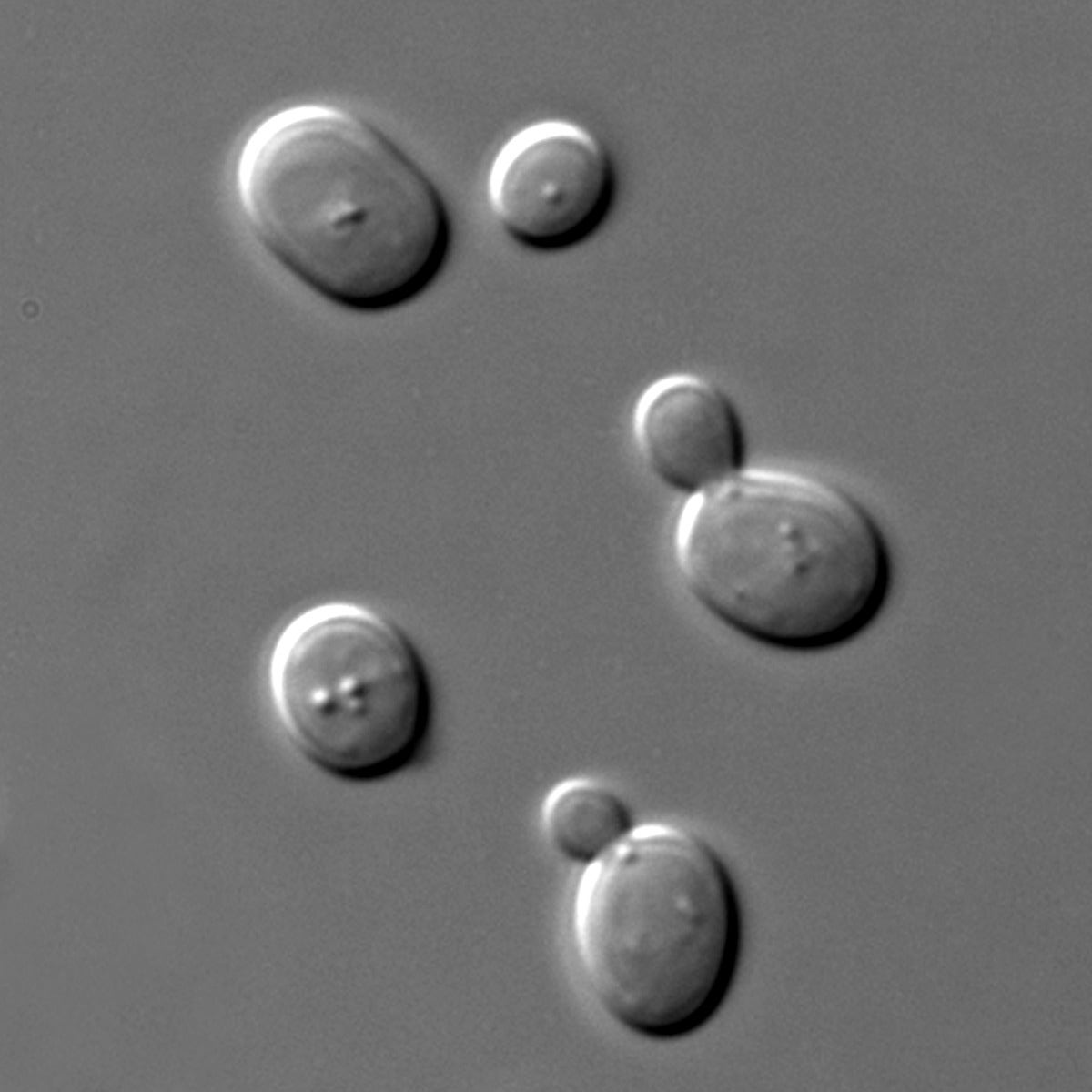 The Life Cycle of a Yeast Cell, and Yeast Management The Life Cycle of a Yeast Cell, and Yeast Management